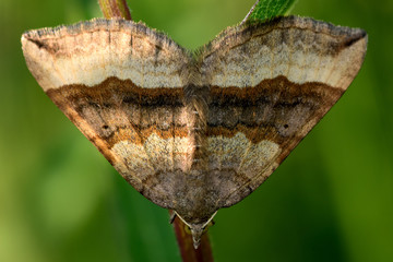 Shaded broad-bar moth (Scotopteryx chenopodiata). British insect in the family Geometridae, the geometer moths