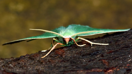Little emerald moth (Jodis lactearia) head on. British insect in the family Geometridae, the geometer moths