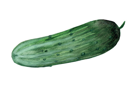 Watercolor painting of green cucumber