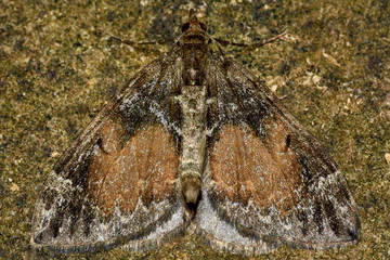 Common marbled carpet (Chloroclysta truncata). British insect in the family Geometridae, the geometer moths
