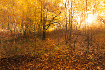 Sun breaking through leaves.