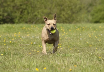 Foto auf Acrylglas Gesunder glücklicher Hund, American Staffordshire Terrier, spielt mit Ball im Gras © monicaclick