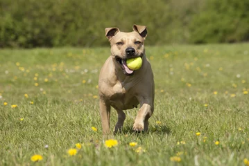 Fotobehang Spelende gezonde blije hond, Amerikaanse Staffordshire terrier, speelt met bal in het park © monicaclick