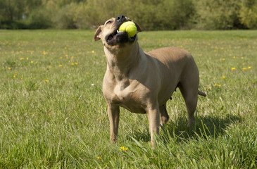 Spelende gezonde blije hond, Amerikaanse Staffordshire terrier, speelt met bal in het gras