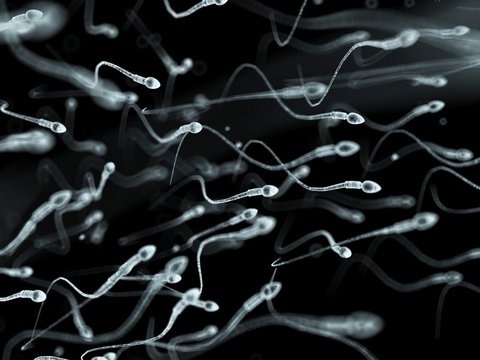Human sperm, artwork