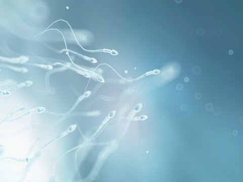 Human sperm, artwork