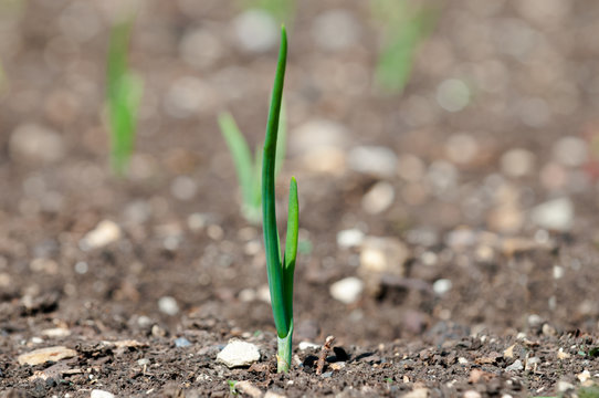 Green plant shoot growing in soil
