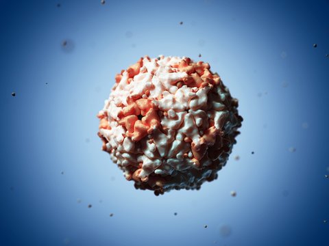 Seneca Valley virus particle, artwork
