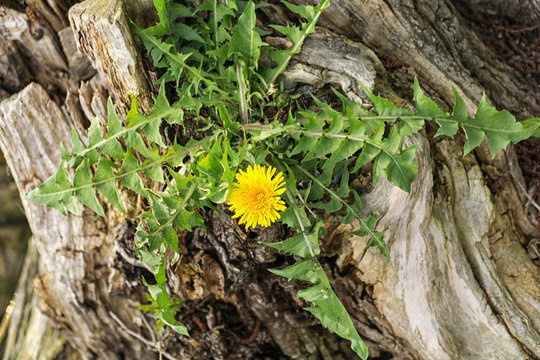 Single dandelion flower growing on an old tree trunk on the lake shore