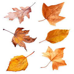 Collection of autumn dried leaves, isolated on white