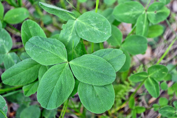 Fototapeta na wymiar Green clover leaves on a background summer landscape. St.Patrick
