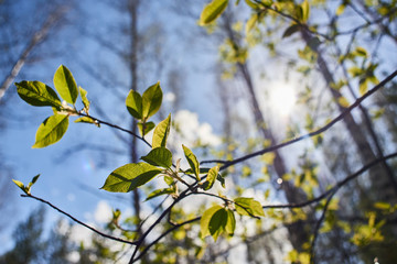 Green leaves on tree branches in spring