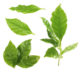 Collage of fresh green coffee leaves, isolated on white