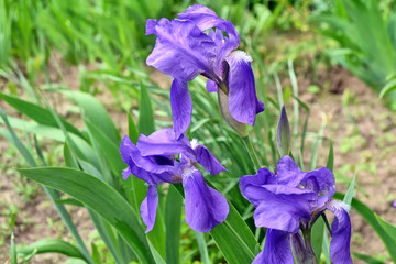 Spring landscape. Blue beautiful garden flowers irises