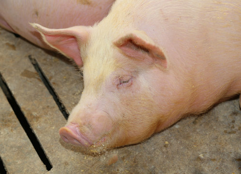 tired asleep pig in pig-breeding farm