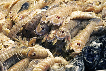 Live prawns market