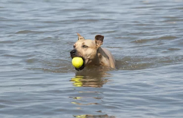 Foto auf Leinwand Spelende gezonde blije hond, Amerikaanse Staffordshire terrier, speelt met bal in water © monicaclick