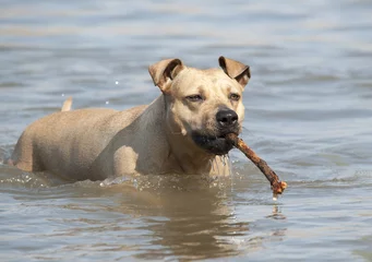 Fototapeten Spelende gezonde blije hond, Amerikaanse Staffordshire terrier, speelt met stok in water © monicaclick