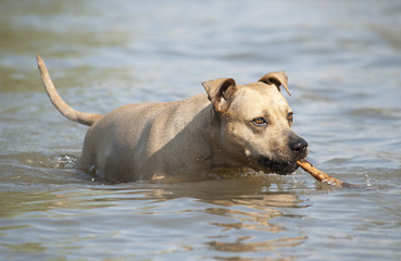 Spelende gezonde blije hond, Amerikaanse Staffordshire terrier, speelt met stok in water