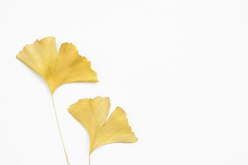 Yellow Ginkgo leaves on an isolated white background