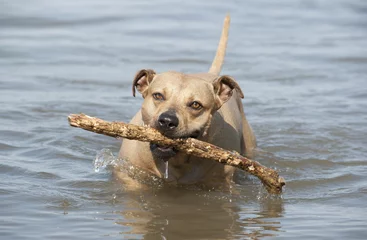 Fotobehang Spelende gezonde blije hond, Amerikaanse Staffordshire terrier, speelt met stok in water © monicaclick
