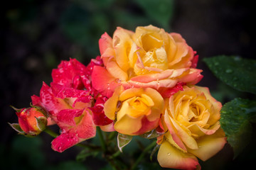 Bush bright red and yellow roses with dew drops.