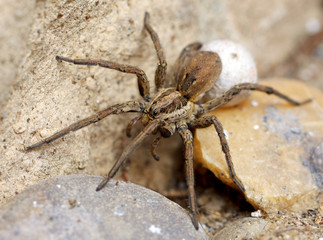 A giant spider