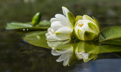 Fototapety  kwiaty lotosu i odbicia