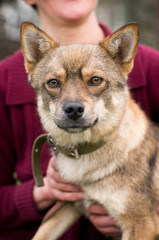 Mixed breed dog portrait 