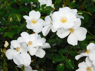 Fototapeta premium flowers outdoors