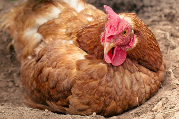 Red live chicken lies on the earth