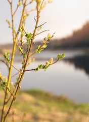 Branches with kidneys and young green leaves