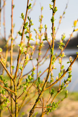 Branches with kidneys and young green leaves