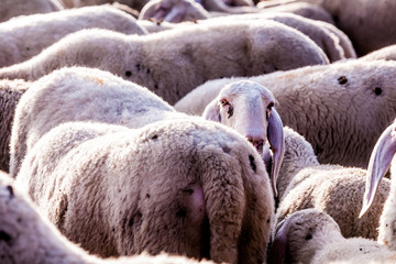 Naklejka premium come to light little sheep