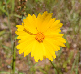 Lance-leaved coreopsis flower