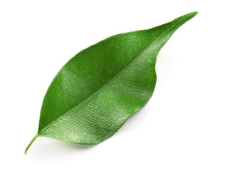 Green tea leaf, isolated on white