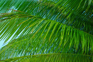 Obraz na płótnie Canvas Tropical green palm trees.