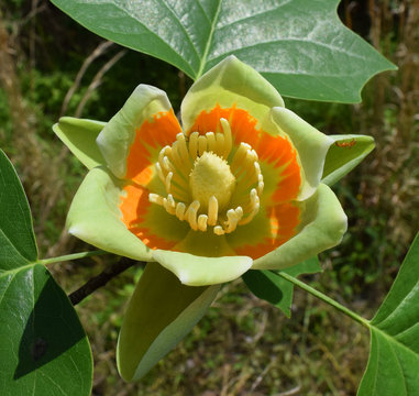 Tulip tree flower in Mississippi