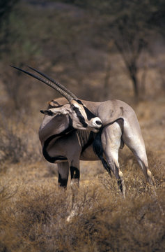 Med sina raka horn och svartvita ansiktsmask &auml;r oryxantilopen en f&auml;rgstark inv&aring;nare i Samburuomr&aring;det..Foto:Jan Fleischmann