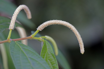Inflorescense of matico, a medicinal plant