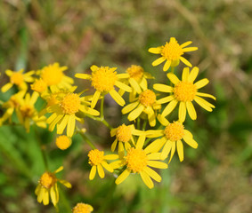 Yellow flowers in Mississippi