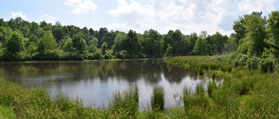 Obraz premium Pond and wetlands in Mississippi