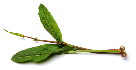 Obraz premium Bistorta officinalis Renouée bistorte Bistort Schlangen-Wiesenknöterich Lingua di vacca Snakeroot Poligono Schlangen-Knöterich Serpentaria Erba serpentina イブキトラノオ 椭圆叶蓼 Biavetta 범꼬리 Змеевик большой 