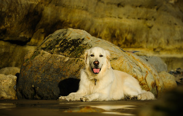 Golden Retriever dog lying at the beach with bluffs and large boulders covered in green moss