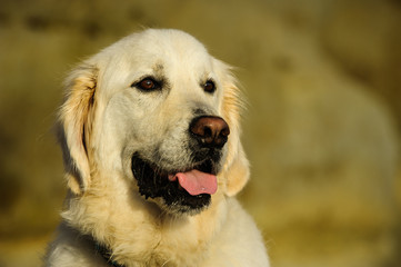 Portrait head shot of large Golden Retriever dog against neutral bluffs