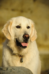 Large Golden Retriever dog against natural bluffs
