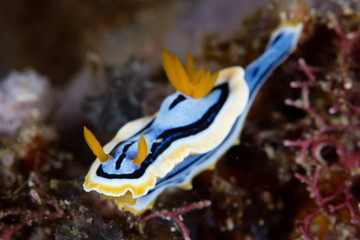Colorful Nudibranch in Indonesia
