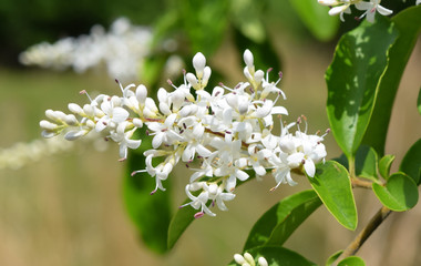 White flowers in Mississippi