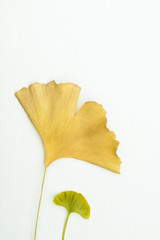 Old and young Ginkgo leaves on an isolated white background