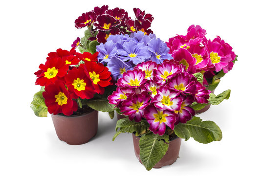 Spring primroses flowers, primula polyanthus in a flowerpot isolated on white background